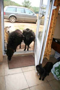 sheep at our dordogne gites