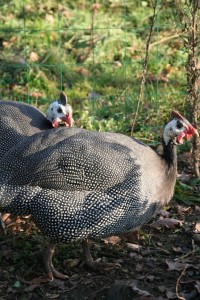 guinea fowl at our dordogne gites